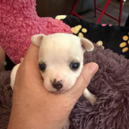 Olaf - White male Chihuahua puppy in Seneca, Missouri from Stephanie’s Puppy Colony