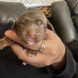 Freya - Chocolate and tan female Dachshund puppy in Highland, California from BAES Teufelshunde