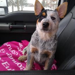 Australian Cattle Dog Puppies from TLC Cattle dogs
