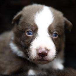 Boy 3 Brown Collar - White and red male Border Collie puppy in Shelbyville, Tennessee from C Horns Ranch Border Collies