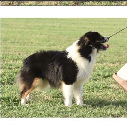 Lady - Toy Australian Shepherd