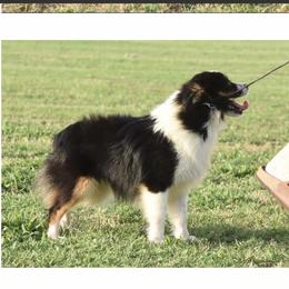 Lady - Toy Australian Shepherd
