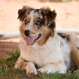 Remi - Australian Shepherd