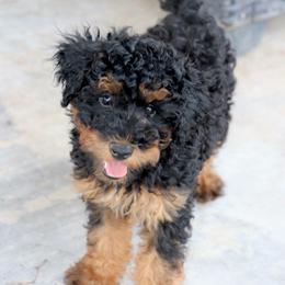 Patriot - Phantom male Poodle puppy in Goliad, Texas from Sassy Lil Aussies and Diamond W Poodles