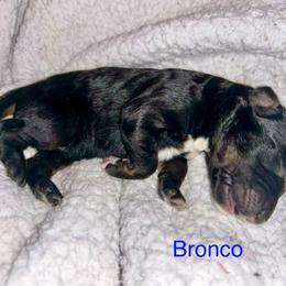 Bronco - Phantom male Bernedoodle puppy in Ankeny, Iowa from Bernedoodlesbest
