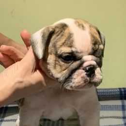 English Bulldog and French Bulldog Puppies from Benedict Family Frenchies, Bulldogs and Danes