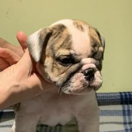 English Bulldog and French Bulldog Puppies from Benedict Family Frenchies, Bulldogs and Danes