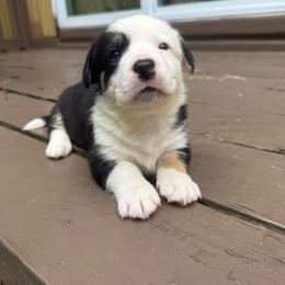 Dalton - Black and white male Cardigan Welsh Corgi puppy in Wekiwa Springs, Florida from It is Corgiland