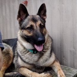 Yoti - German Shepherd