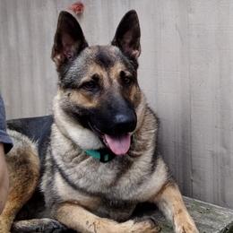 Yoti - German Shepherd