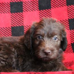 Anelli - Chocolate female Labradoodle puppy in Lanexa, Virginia from Lees Reach Farm