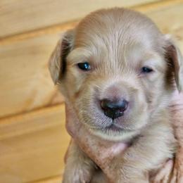 Cream male 4 Green collar - Cream male Dachshund puppy in Trade, Tennessee from TN Miniature Dachshunds & Basset Hounds