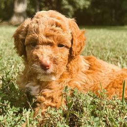 Poodles from Autumn Powell