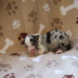 Boy 1 - Blue merle male Border Collie puppy in Tiskilwa, Illinois from First Harmony Farms