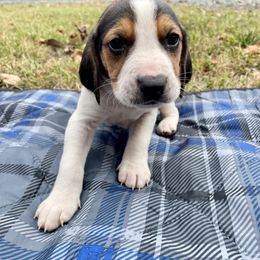 Boy 3 - American Foxhound puppy in Waxhaw, North Carolina from Setting Sun Kennel