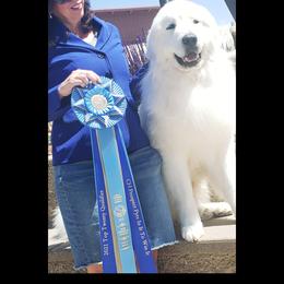 Enzo - Great Pyrenees