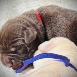 Willie - Chocolate male Labrador Retriever puppy in California from High Quality Labrador Retrievers and French Bulldogs