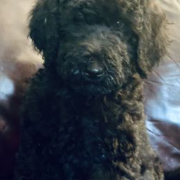 Banks - Black male Cavapoo puppy in Lexington, Kentucky from Callaway's Cavaliers