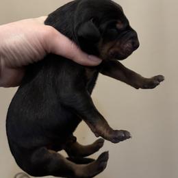 Girl 3 - female Doberman Pinscher puppy in Wellington, Ohio from Jessie J's Dobermans