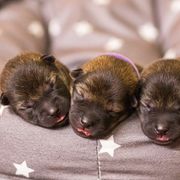 Hokkaido Puppies from Kaiju Kennels