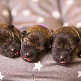 Hokkaido Puppies from Kaiju Kennels