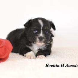 Btf - Black tri female Toy Australian Shepherd puppy in Russellville, Arkansas from Rockin H Aussies