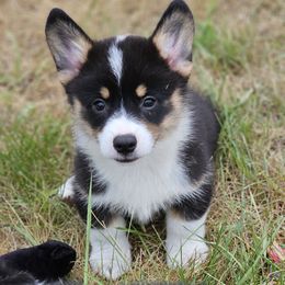 Linguine - Black and tan male Pembroke Welsh Corgi puppy in Rensselaer, Indiana from Sharand MAS and Pembroke Welsh Corgis