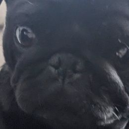 French Bulldogs and Pugs from Russell's Pugs and Frenchies