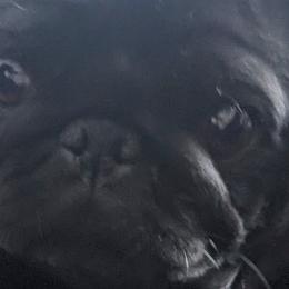 French Bulldogs and Pugs from Russell's Pugs and Frenchies