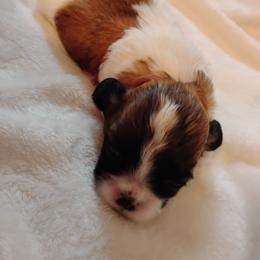 Sweet Pea - Brown and white female Shichon puppy in Bloomington, Indiana from Laura's Teddy Bears