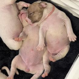American Bulldog Puppies from DF's Unlimited Ruff