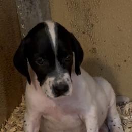 Black - Black roan male German Shorthaired Pointer puppy in New Bedford, Massachusetts from Foot Hunter Kennel