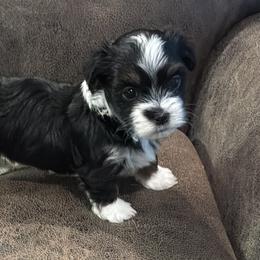 Dallas - Black male Havanese puppy in Double Oak, Texas from Have A Havanese Puppy