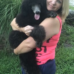 Poodle Puppies from Kissme Standard Poodles