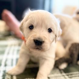 Ventura - Light golden male Golden Retriever puppy in Watkins, Colorado from Brightside Goldens
