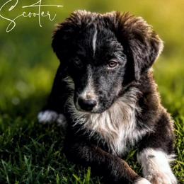 Scooter - Black tri-color male Australian Shepherd puppy in Pomeroy, Ohio from HJ's Aussies