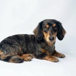 Rum - Dapple male Dachshund puppy in Erick, Oklahoma from 4-L Backyard Dach