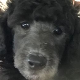"Silver puppy-mini" Poodle Puppies from Firebrook Poodles