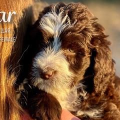 Star - Brown and white Aussiedoodle puppy in Marion, North Carolina from Puddles' Puppies