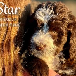 Star - Brown and white Aussiedoodle puppy in Marion, North Carolina from Puddles' Puppies