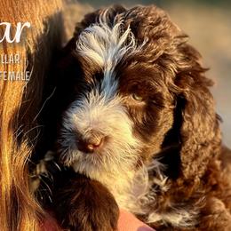 Star - Brown and white Aussiedoodle puppy in Marion, North Carolina from Puddles' Puppies