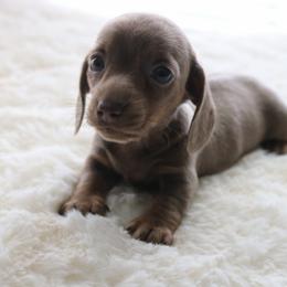 Stormy - Fawn (isabella) and tan female Dachshund puppy in Peebles, Ohio from Cave Valley Hounds