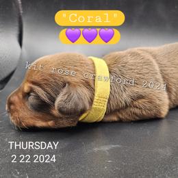 Dachshund Puppies from Wayward Home Dachshunds