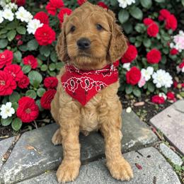 Lake - Apricot male Goldendoodle puppy in Prosperity, Pennsylvania from Stelladoodles & Company
