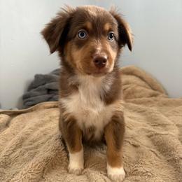 Hershey - Red tri-color female Australian Shepherd puppy in East Hartford, Connecticut from CT Aussies