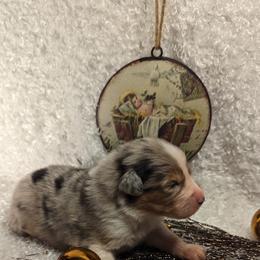 Australian Shepherd Puppies from Firelight Australian Shepherds