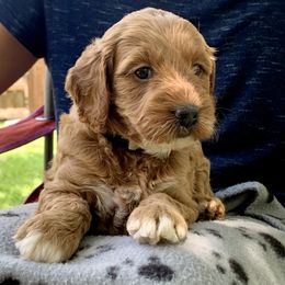 Goldendoodle Puppies from Fort Worth Goldendoodles