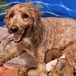 Morgan - Goldendoodle