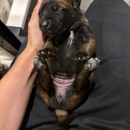 Girl 2 - Mahogany female Belgian Malinois puppy in Markham, Virginia from Skyfall Kennels LLC