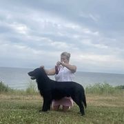 Goose - Flat-Coated Retriever
